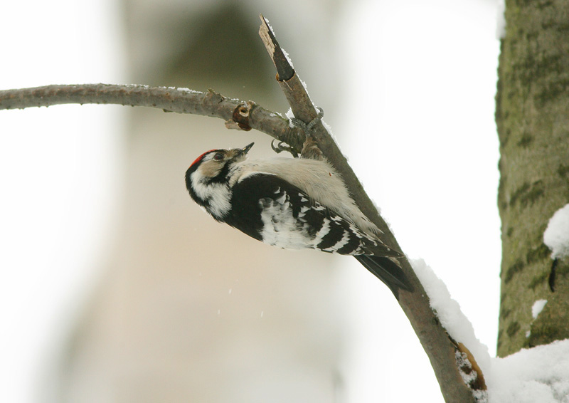Pikkutikka Lesser Spotted Woodpecker Dendrocopos minor