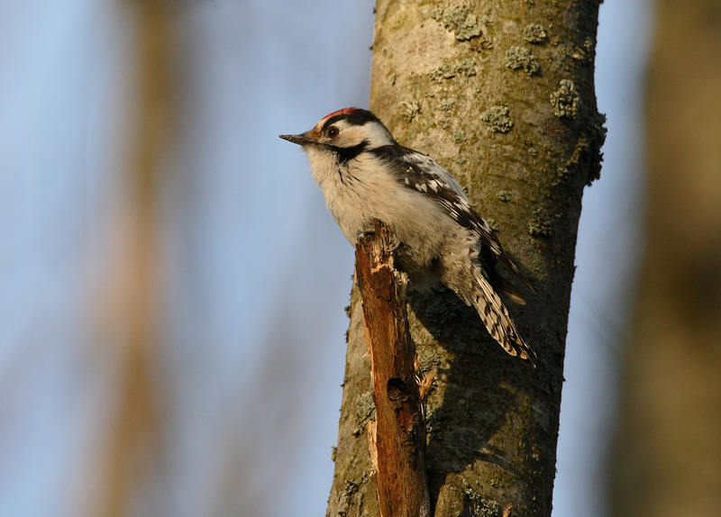 Pikkutikka Lesser Spotted Woodpecker Dendrocopos minor