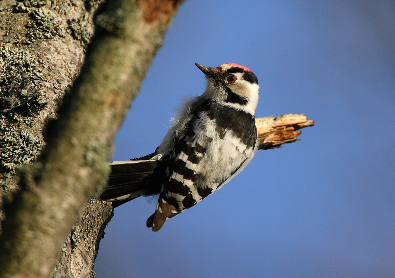 Pikkutikka Lesser Spotted Woodpecker Dendrocopos minor