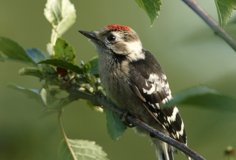 Pikkutikka Lesser Spotted Woodpecker Dendrocopos minor