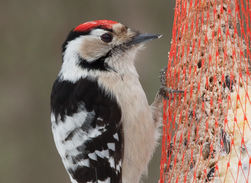 Pikkutikka Lesser Spotted Woodpecker (Dendrocopos minor)