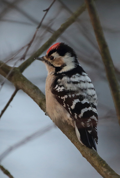 Pikkutikka Lesser Spotted Woodpecker (Dendrocopos minor)