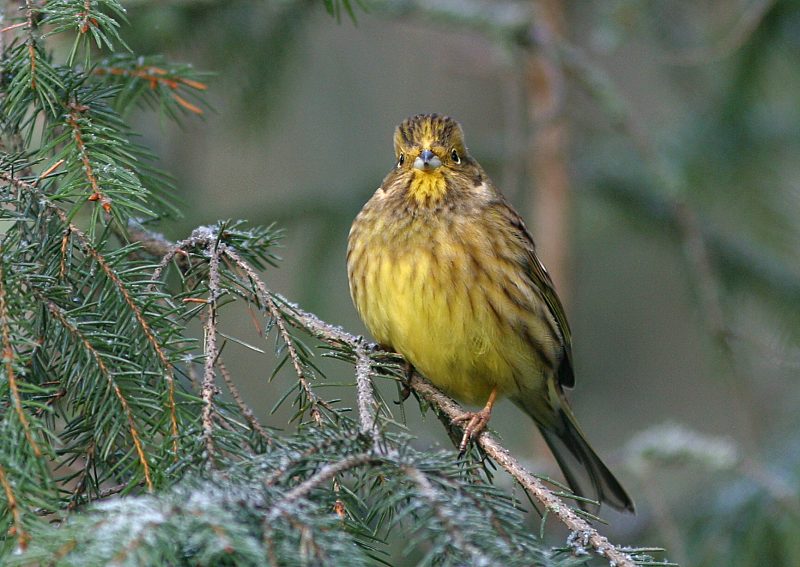 Keltasirkku (Emberiza citrinella)
