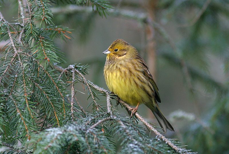 Keltasirkku (Emberiza citrinella)
