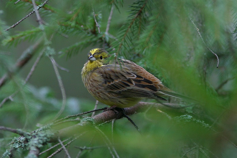 Keltasirkku (Emberiza citrinella)