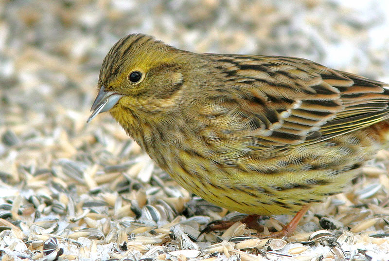 Keltasirkku (Emberiza citrinella)