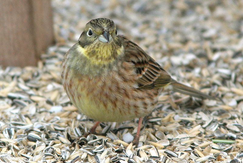 Keltasirkku (Emberiza citrinella)