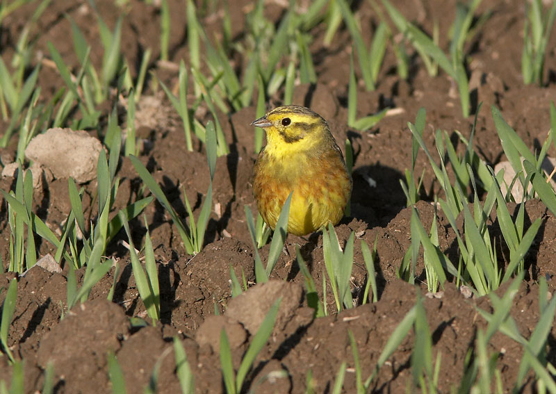 Keltasirkku (Emberiza citrinella)