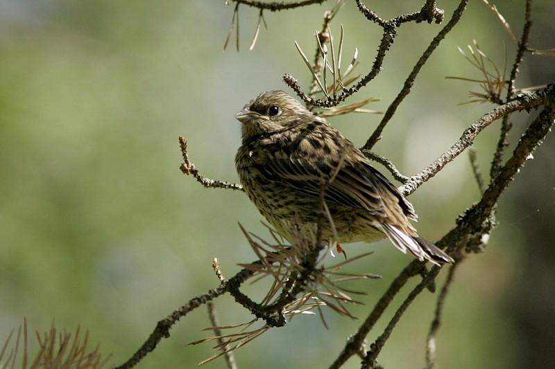 Keltasirkku (Emberiza citrinella)