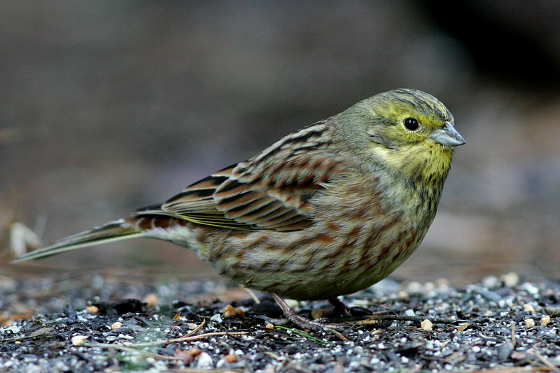 Keltasirkku (Emberiza citrinella)