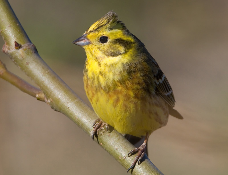 Keltasirkku Yellowhammer (Emberiza citrinella)