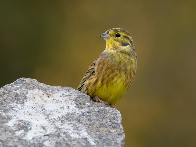 Keltasirkku Yellowhammer (Emberiza citrinella)