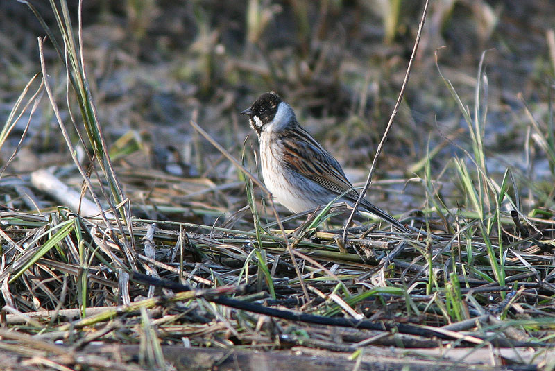 Pajusirkku Reed Bunting (Emberiza schoeniclus)