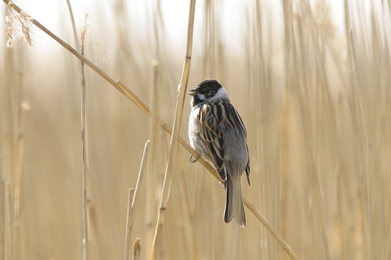 Pajusirkku Reed Bunting (Emberiza schoeniclus)