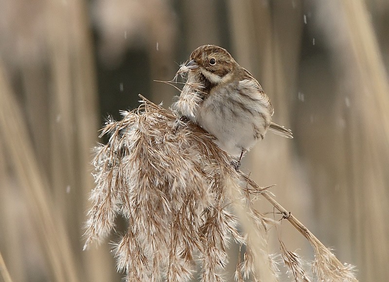 Pajusirkku Reed Bunting (Emberiza schoeniclus)