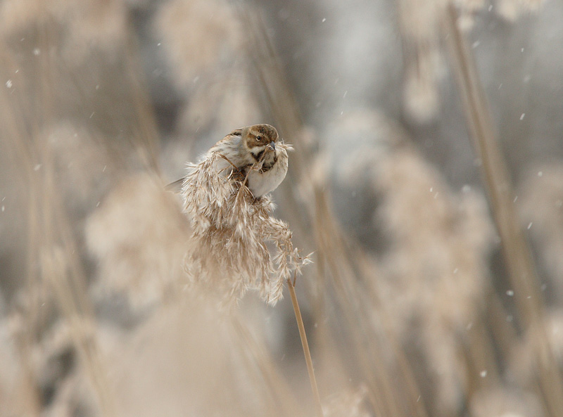 Pajusirkku Reed Bunting (Emberiza schoeniclus)