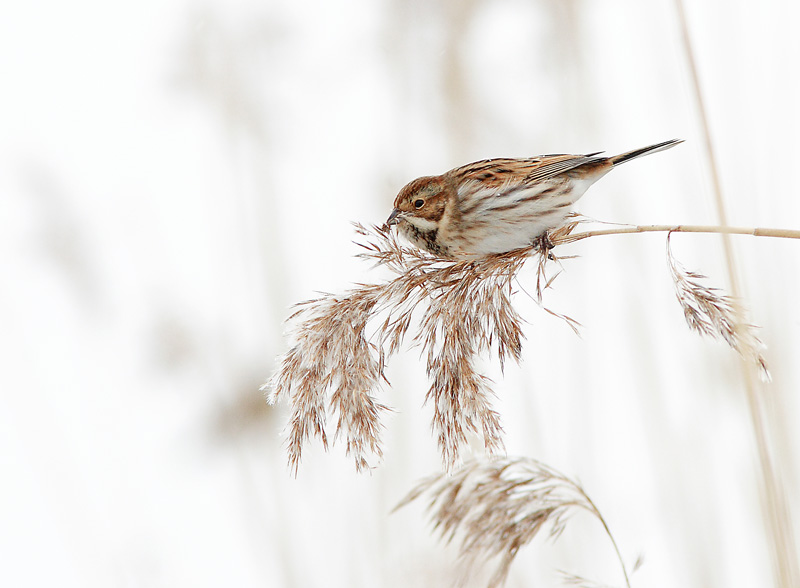 Pajusirkku Reed Bunting (Emberiza schoeniclus)