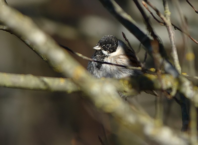 Pajusirkku Reed Bunting (Emberiza schoeniclus)