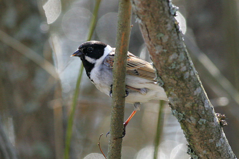 Pajusirkku Reed Bunting (Emberiza schoeniclus)