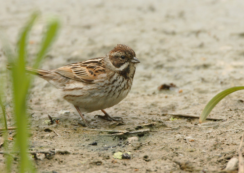 Pajusirkku Reed Bunting (Emberiza schoeniclus)