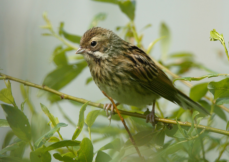 Pajusirkku Reed Bunting (Emberiza schoeniclus)