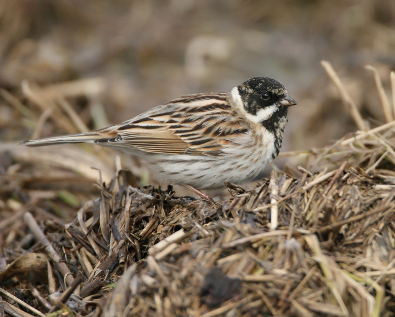 Pajusirkku Reed Bunting (Emberiza schoeniclus)