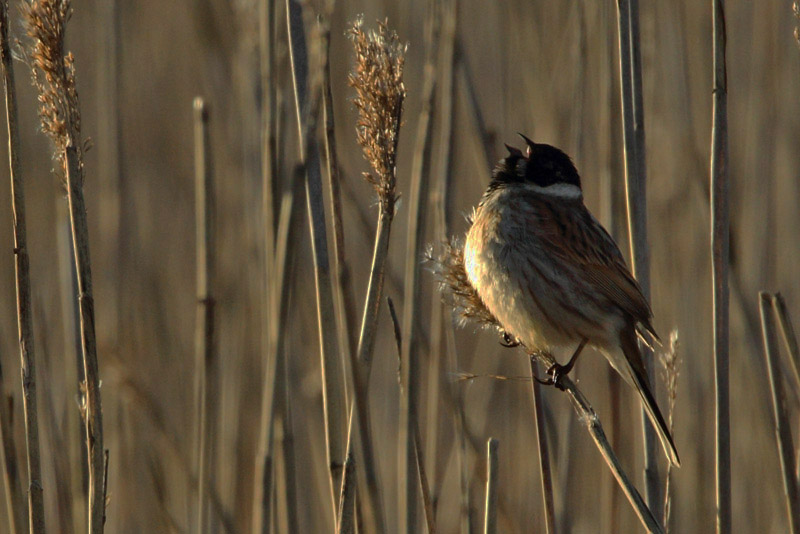 Pajusirkku Reed Bunting (Emberiza schoeniclus)