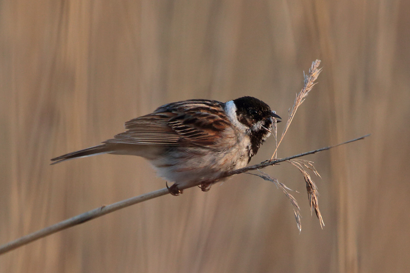 Pajusirkku Reed Bunting (Emberiza schoeniclus)