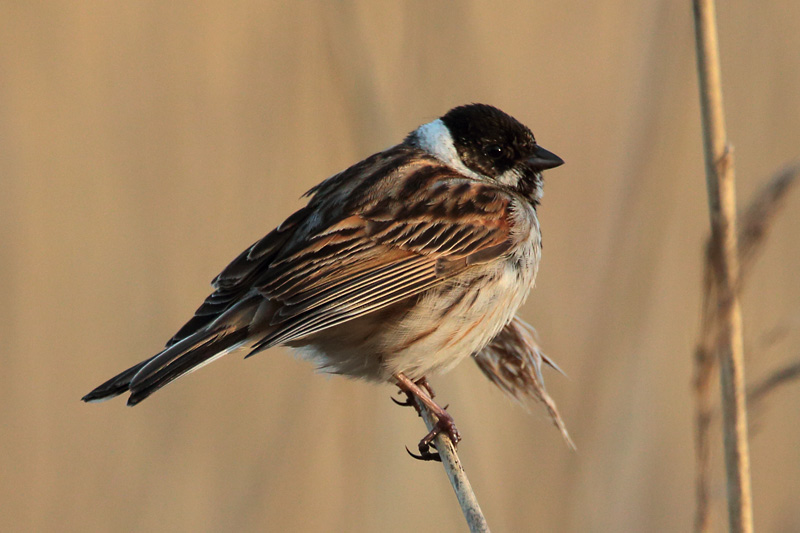Pajusirkku Reed Bunting (Emberiza schoeniclus)