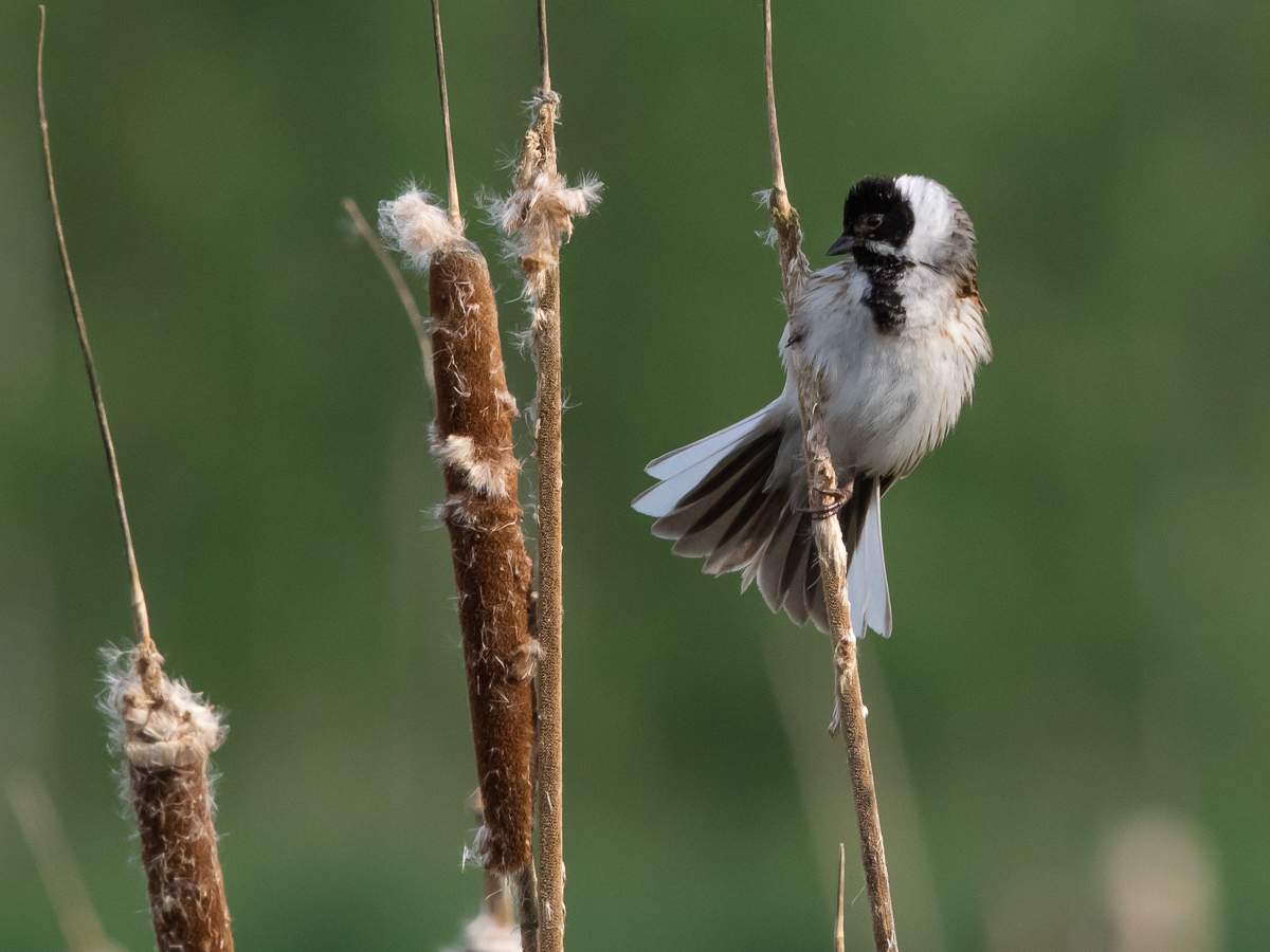Pajusirkku Reed Bunting (Emberiza schoeniclus)