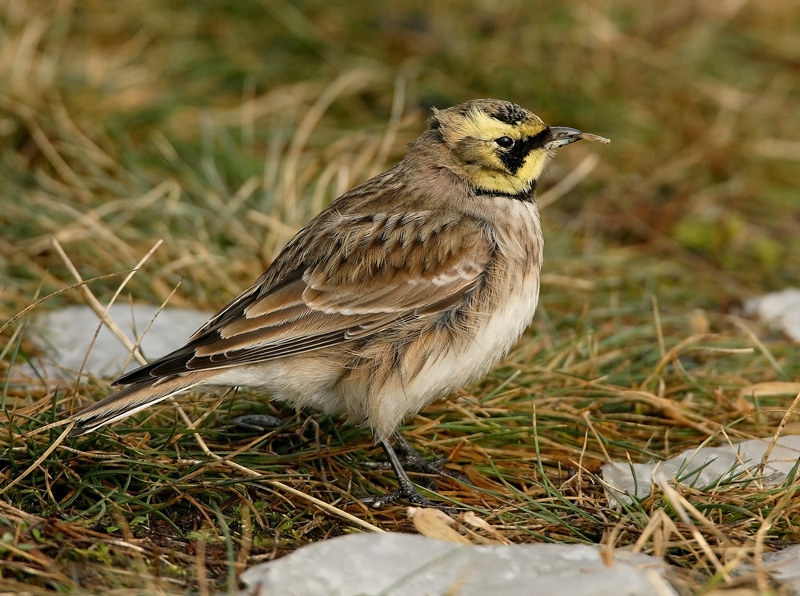 Tunturikiuru Horned Lark (Eremophila alpestris)
