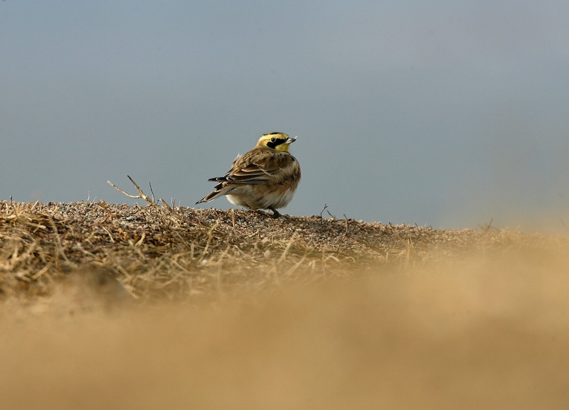 Tunturikiuru Horned Lark (Eremophila alpestris)
