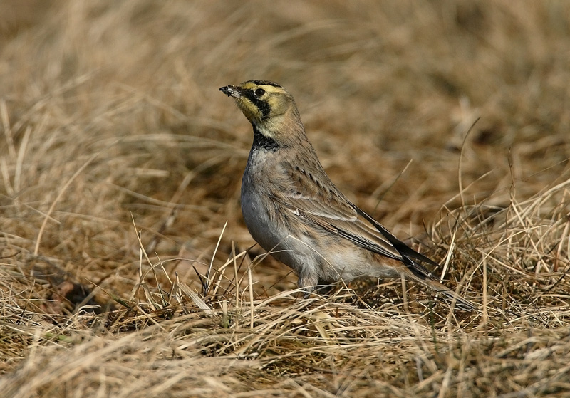 Tunturikiuru Horned Lark (Eremophila alpestris)