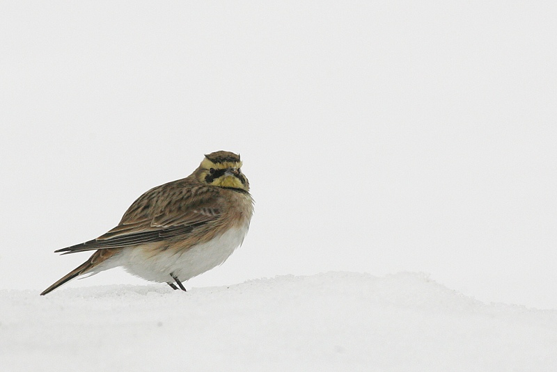 Tunturikiuru Horned Lark (Eremophila alpestris)