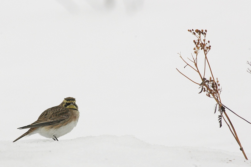 Tunturikiuru Horned Lark (Eremophila alpestris)