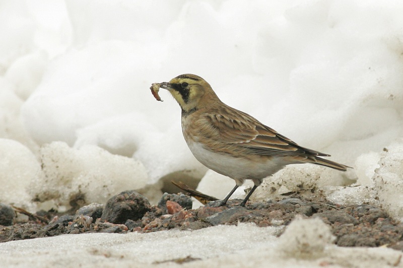 Tunturikiuru Horned Lark (Eremophila alpestris)