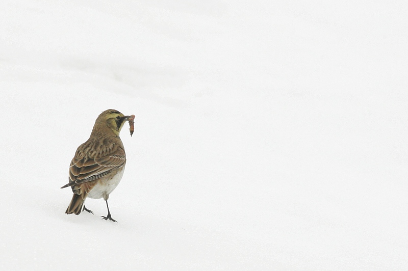 Tunturikiuru Horned Lark (Eremophila alpestris)
