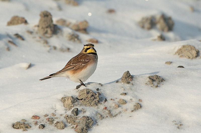 Tunturikiuru Horned Lark (Eremophila alpestris)