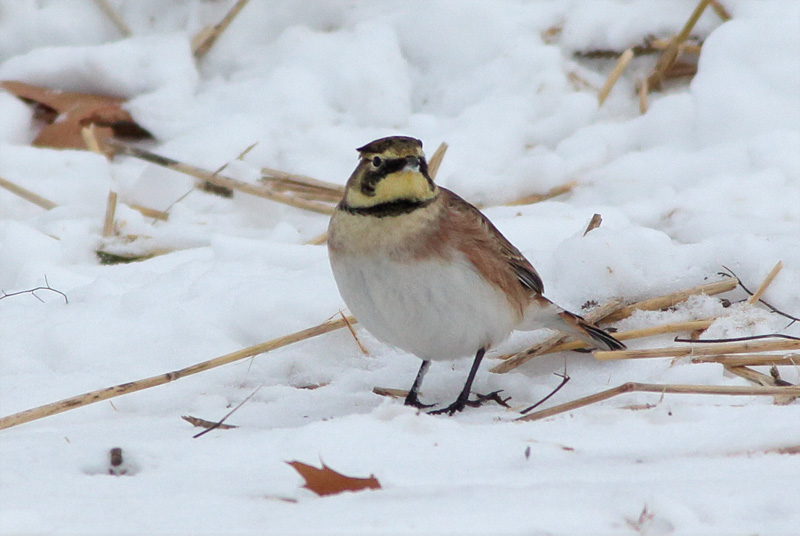 Tunturikiuru Horned Lark (Eremophila alpestris)