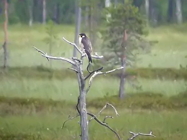 Muuttohaukka