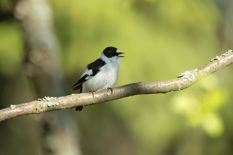 Sepelsieppo Collared Flycatcher Ficedula albicollis