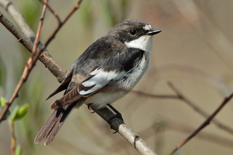 Kirjosieppo Pied Flycatcher (Ficedula hypoleuca)
