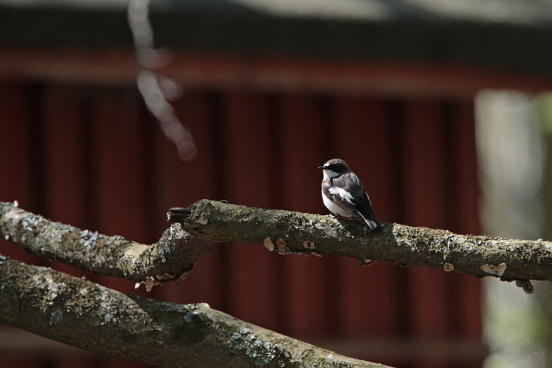 Kirjosieppo Pied Flycatcher (Ficedula hypoleuca)