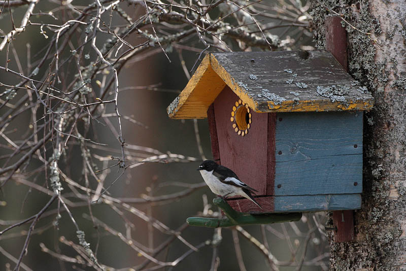 Kirjosieppo Pied Flycatcher (Ficedula hypoleuca)