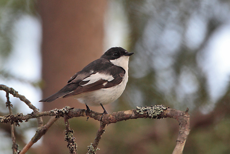 Kirjosieppo Pied Flycatcher (Ficedula hypoleuca)
