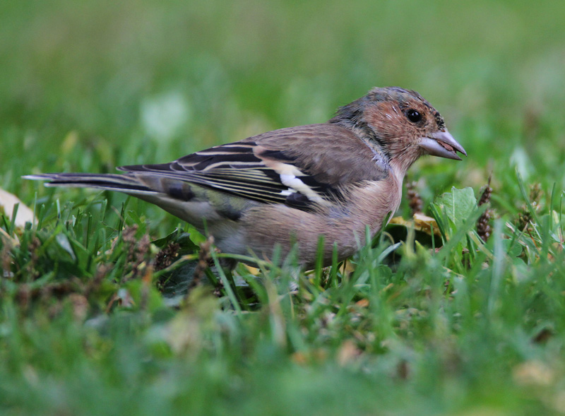 Peippo Chaffinch (Fringilla coelebs)