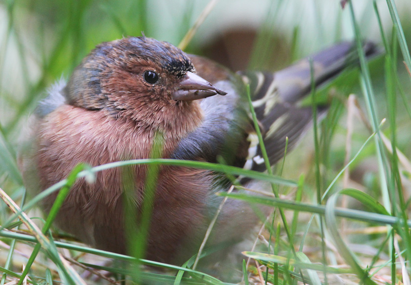 Peippo Chaffinch (Fringilla coelebs)