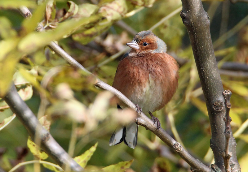 Peippo Chaffinch (Fringilla coelebs)