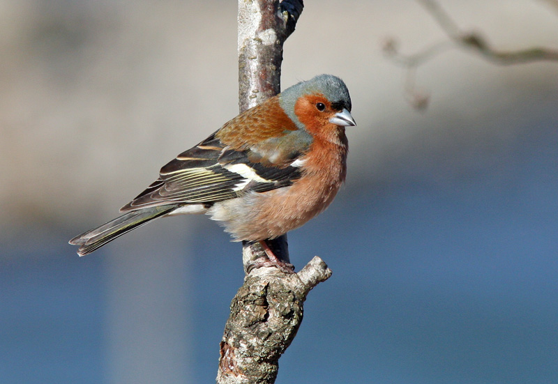 Peippo Chaffinch (Fringilla coelebs)