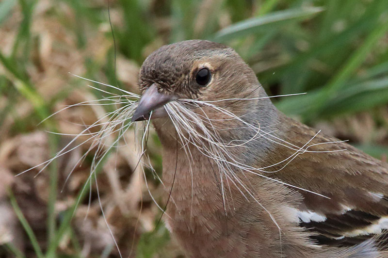 Peippo Chaffinch (Fringilla coelebs)
